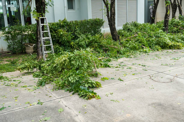 The Steps Involved in Our Tree Care Process in Chester, VA